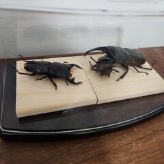クワガタ　ジオラマ　4　交換可能の画像