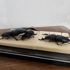 クワガタ　ジオラマ　4　交換可能の画像