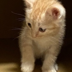 薄茶トラ生後１ヶ月保護した猫ちゃんから産まれました💕