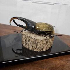 カブトムシ　ジオラマ　1