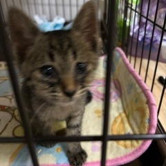 男前の子猫ちゃん