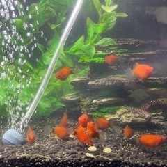 (引き取り先決定)ミッキーマウスプラティ稚魚(オレンジ)