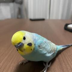 セキセイインコ（レインボー♂）