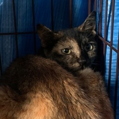サビ猫　成猫メス