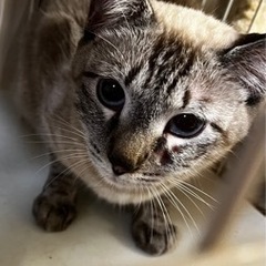 猫の里親様募集  緊急