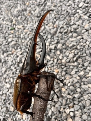 大きくて美形‼︎ヘラクレスオオカブトペア