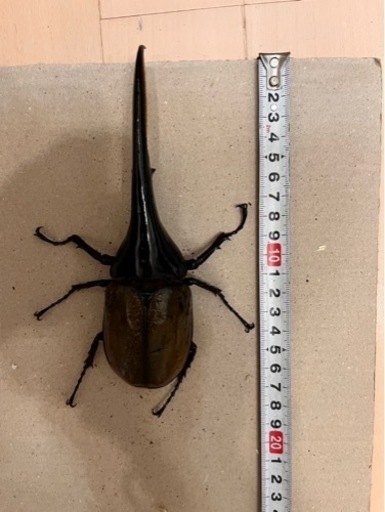 大きくて美形‼︎ヘラクレスオオカブトペア