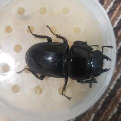 グランディスオオクワガタ♀