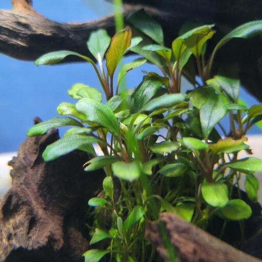 ブセファランドラsp.バタンカワ　水草　アクアリウム