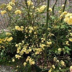 黄モッコウバラ