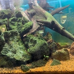 流木、溶岩石