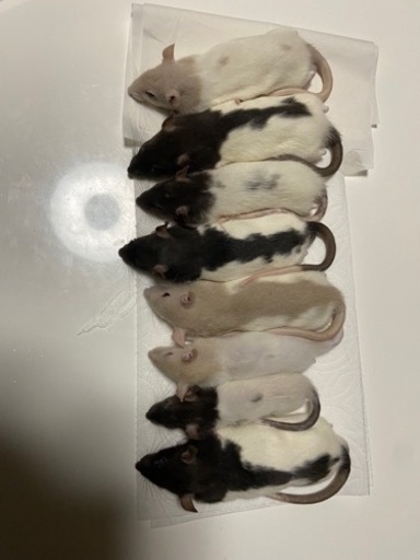 爬虫類 餌用ラット