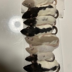 爬虫類 餌用ラット