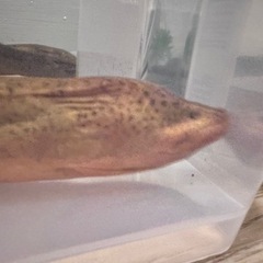 タウナギ