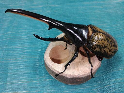 ヘラクレスオオカブト　♂単品　155mm up 未使用未後食