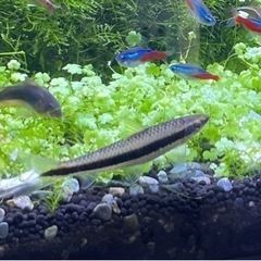 サイアミーズフライングフォックス　熱帯魚　水槽