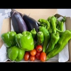 夏野菜詰め合わせ2