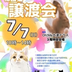 7/7🎋保護猫の譲渡会開催のお知らせ