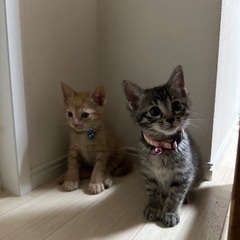 2匹兄妹♡里親さん決まりました！
