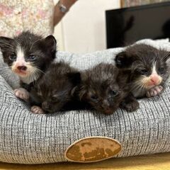 トライアル決定のため、一旦募集を停止します🐱生後1ヶ月の黒と黒白...