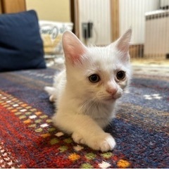 【正式譲渡】白猫 サンちゃん