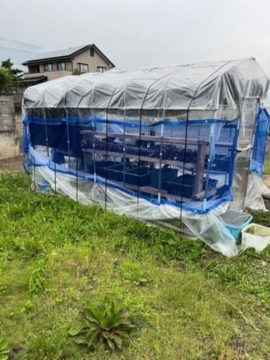 メダカ飼育　ビニールハウス