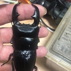 スマトラオオヒラタ　　95ミリペア