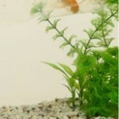 金魚用水槽譲ってください