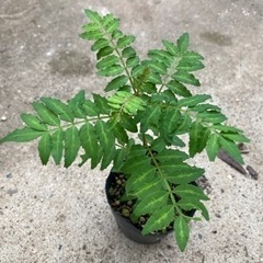 山椒　小