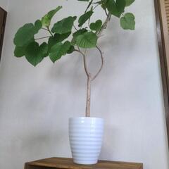 フィカス・ウンベラータの画像