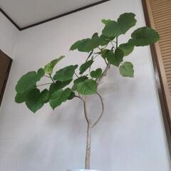 フィカス・ウンベラータの画像