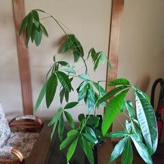 観葉植物 パキラ