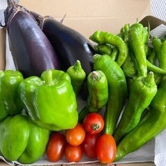 夏野菜詰め合わせ5