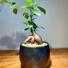 幸せを呼ぶ木♪ガジュマル！独特な幹が良型！成長が楽しみなひと株！...