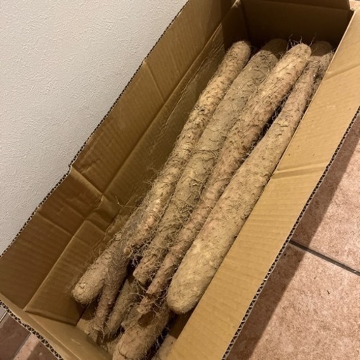 十勝産長芋10kg