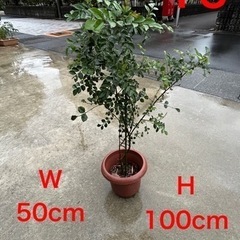16大人気早い者勝ち‼️50％OFF❣️庭木・インテリア植物‼シ...