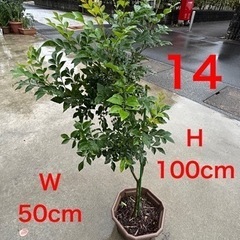 14大人気早い者勝ち‼️50％OFF❣️庭木・インテリア植物‼シ...