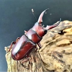 ノコギリクワガタ♂２匹✌️ハッピーサマータイムセール💫