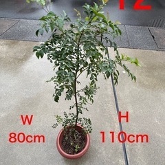 12大人気早い者勝ち‼️50％OFF❣️庭木・インテリア植物‼シ...