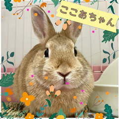 ★里親様✨募集致します★生後5ヵ月弱🐰さん3匹