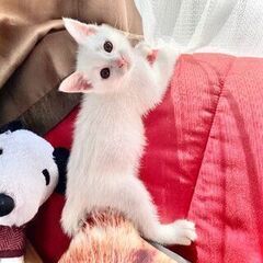 生後１ヵ月半程の白い子猫
