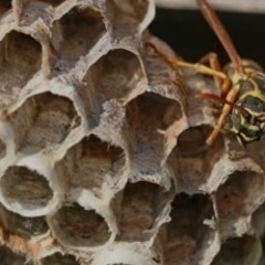 蜂の巣の駆除　格安5000〜