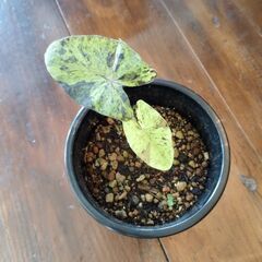 コロカシアモヒートの画像