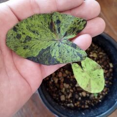 コロカシアモヒートの画像