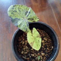 コロカシアモヒートの画像