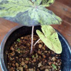 コロカシアモヒートの画像