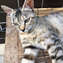 茶トラ子猫里親さん募集しています。