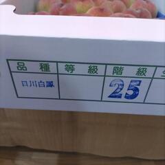 犬山の桃　日川白鳳　25個入の画像