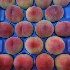 犬山の桃　日川白鳳　25個入の画像