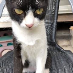 白黒子猫里親さん募集してます。